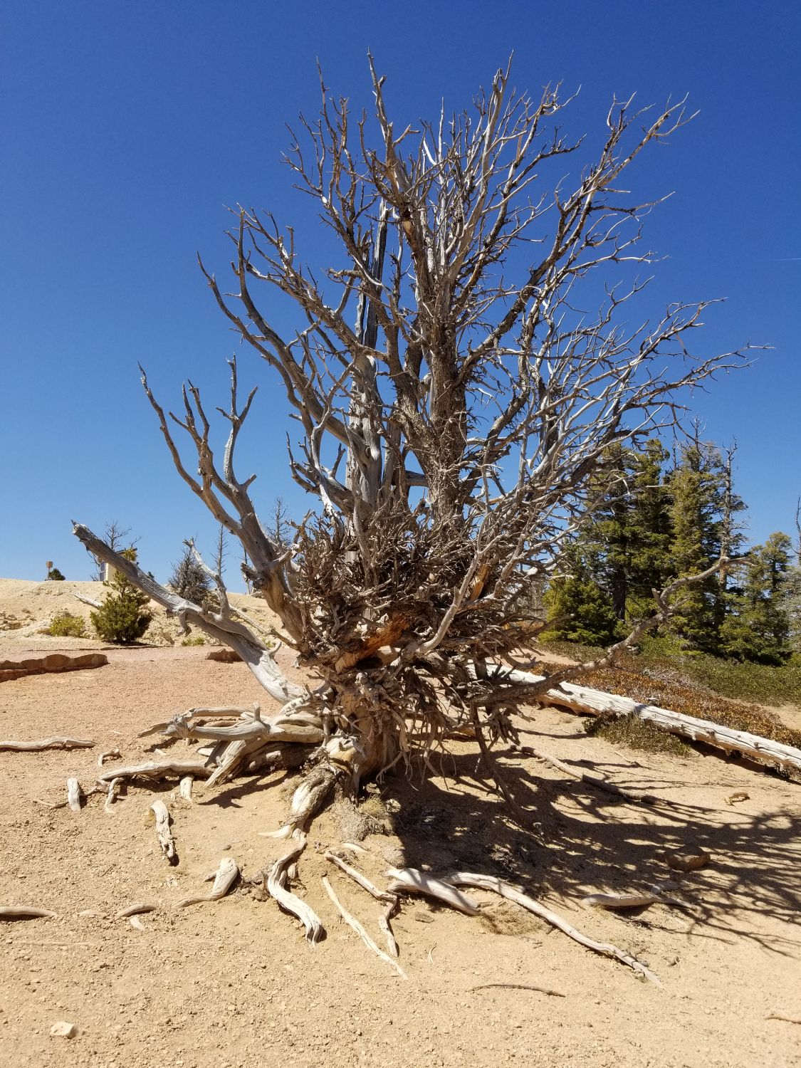 BristleCone Trail 